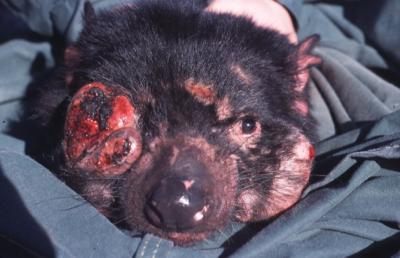 Tasmanian Devil with Devil Facial Tumor Disease