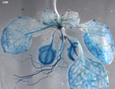 Thale Cress Producing Protein