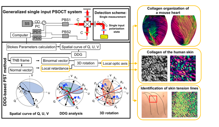 Discrete differential geometry-based polarization state tracing method