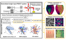 Discrete differential geometry-based polarization state tracing method