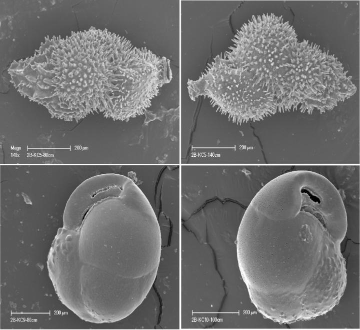 Ancient Antarctic Fossils