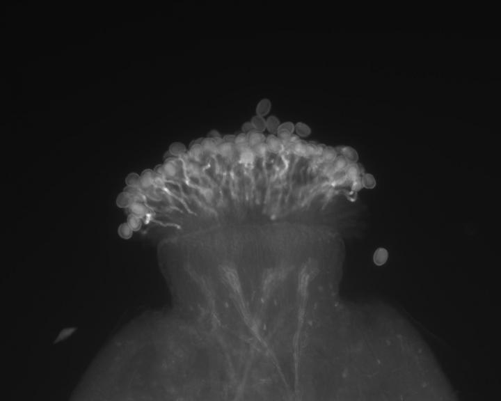 Inbreeding Protection Mechanism of Poppy Transferred to Distant Relative (2 of 5)