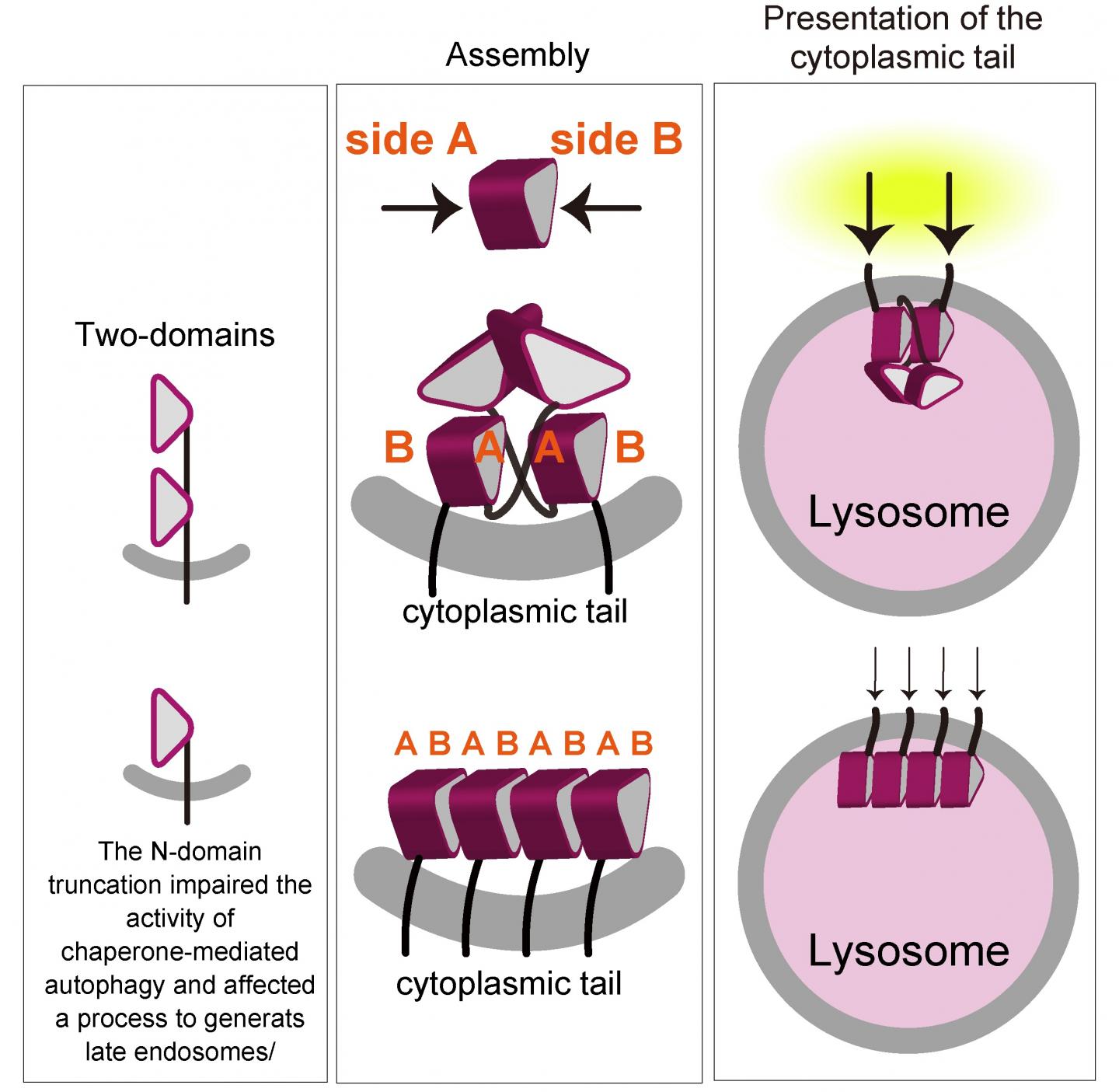 Figure.2 Effect of the truncation of one &beta;-prism domain.