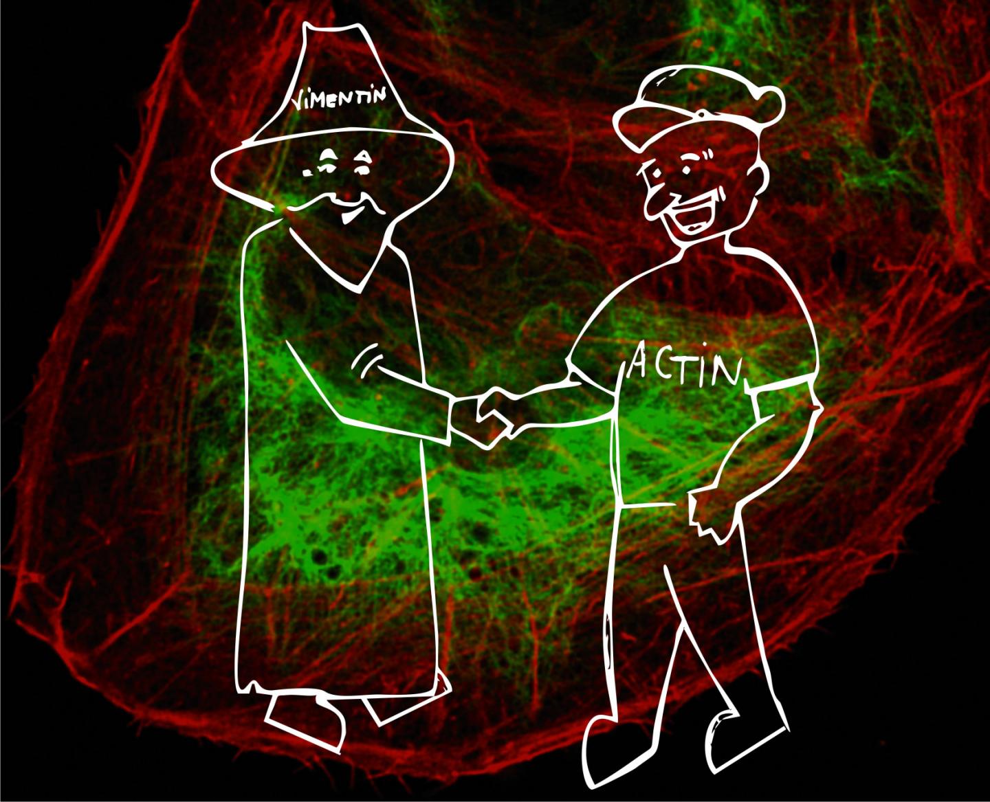 Cultured Human Osteosarcoma Cell