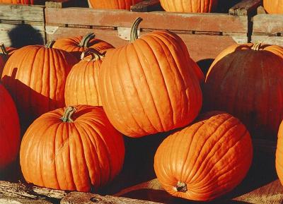 Fall Harvest Pumpkins