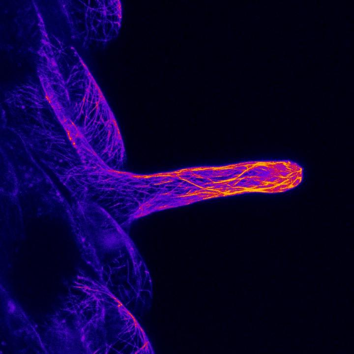 Plant Root Hairs Form Outward Due To Shank Ha Eurekalert