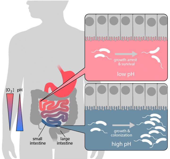 The pH-dependent Metabolic Switch of the Cholera Pathogen Vibrio Cholerae