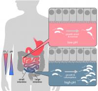 The pH-dependent Metabolic Switch of the Cholera Pathogen Vibrio Cholerae