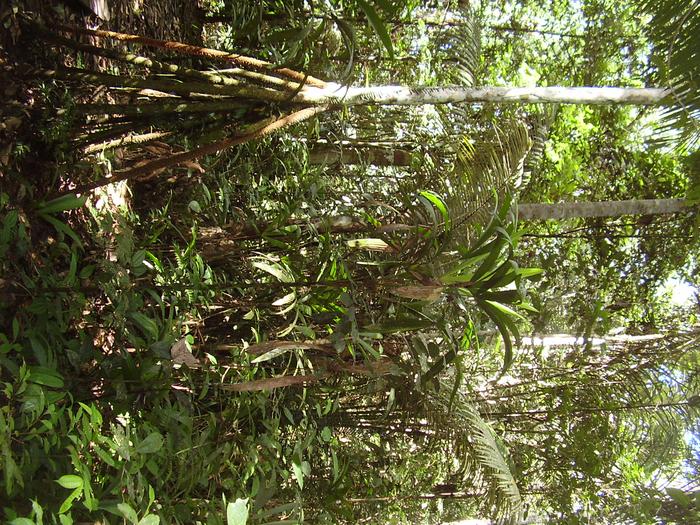 Regrowing secondary forest in the Peruvian Amazon