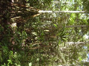 Regrowing secondary forest in the Peruvian Amazon