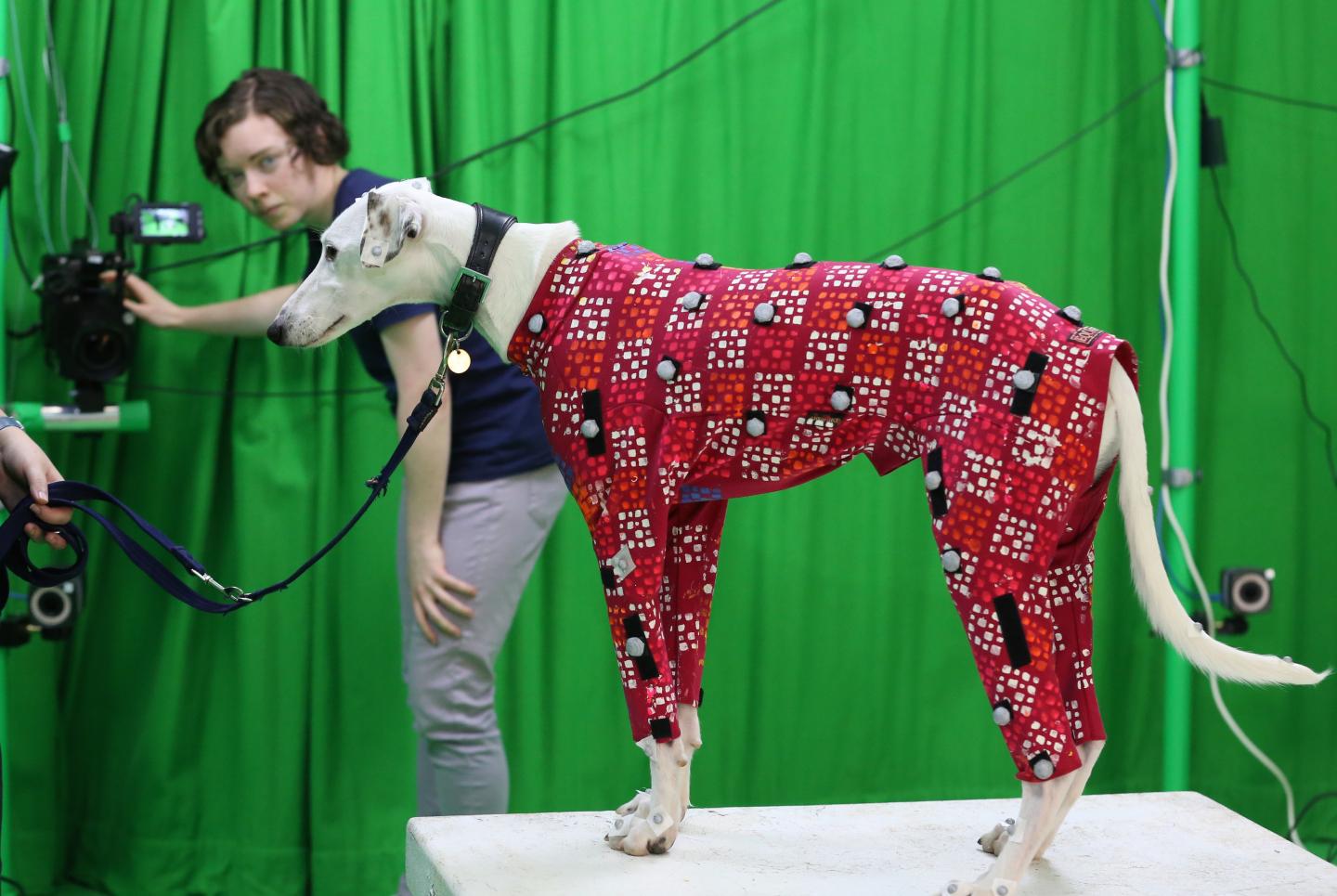 Dog Motion Capture