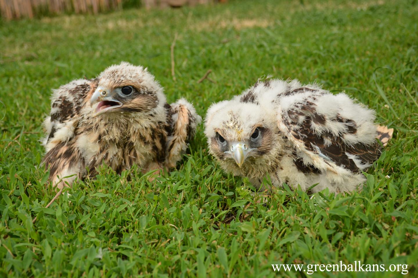Saker Falcon fledges