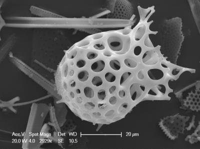 Ocean Plankton (1 of 3)