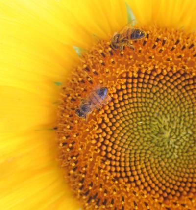 A Honeybee Foraging on Sunflower