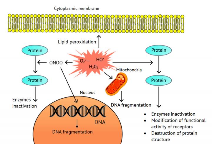 Oxidative Stress