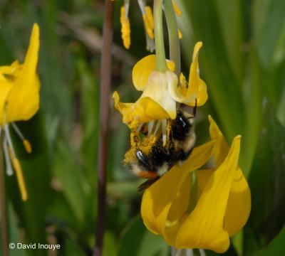 Glacier Lily Pollination