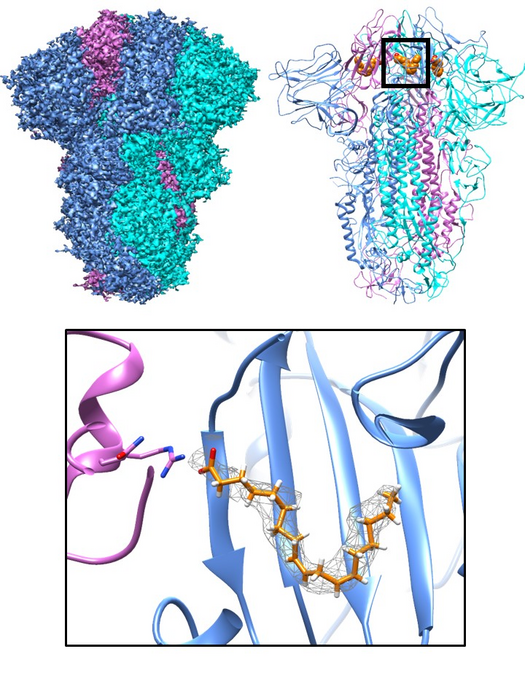 Spike glycoprotein structure of SARS-CoV