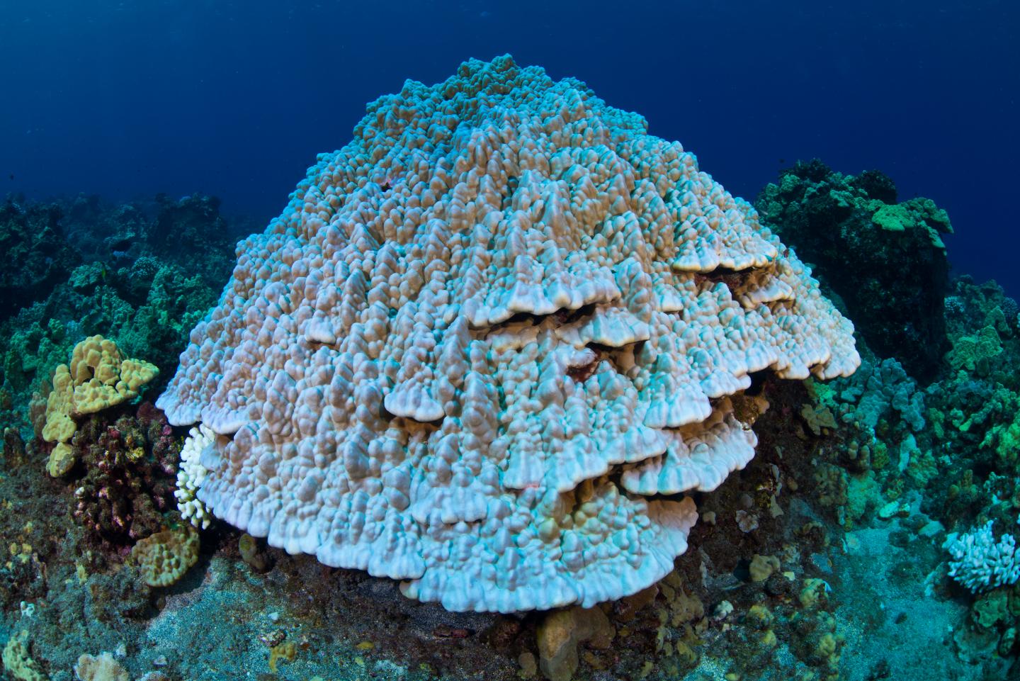 pending-coral-reef-bleaching-e-image-eurekalert-science-news-releases