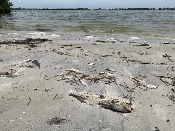 Fish kill caused by red tide