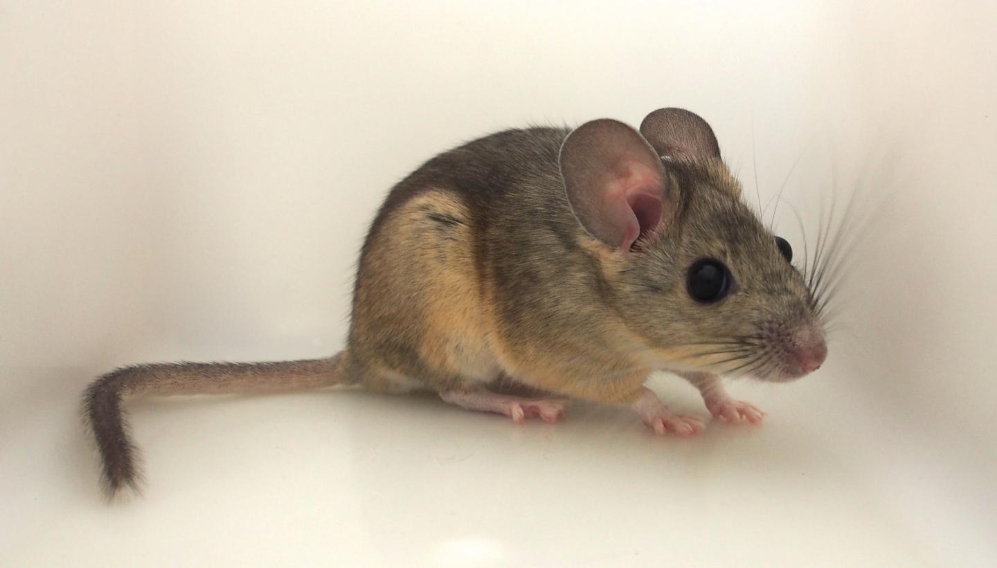Woodrats can't stomach favorite foods at high EurekAlert!