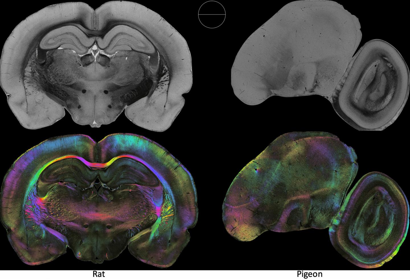 3D-PLI shows new similarities