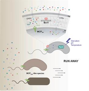 Vibrio cholerae strategy