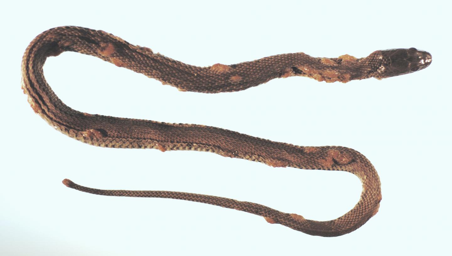Northern Water Snake