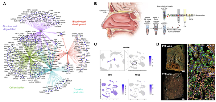 Molecular Profiling of COVID-19 Autopsies Uncovers Novel Disease Mechanisms