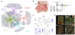 Molecular Profiling of COVID-19 Autopsies Uncovers Novel Disease Mechanisms