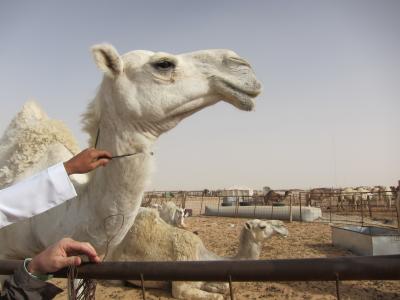 Camel, Saudi Arabia, April 2013