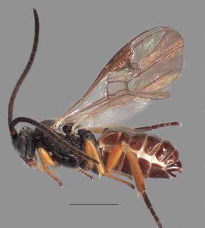 <i>Microplits marini</i>