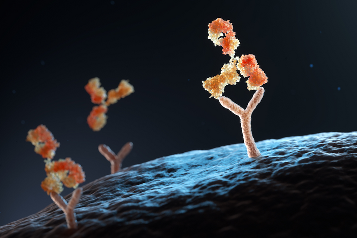 Antigens with multiple binding sites