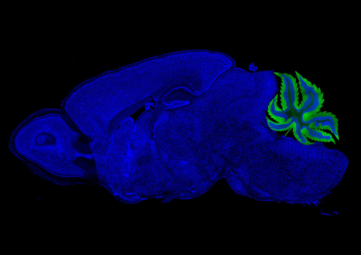 Rethinking the link between cannabinoids and learning