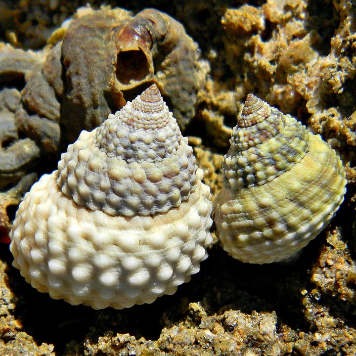 Periwinkles [IMAGE] EurekAlert! Science News Releases