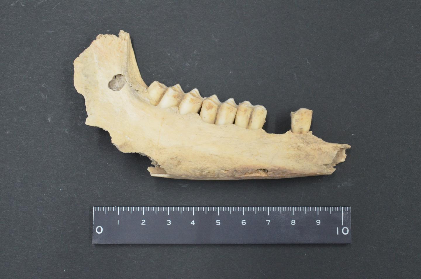 Ancient Goat Bone Used for DNA Analyses (from G&ouml;ytepe)