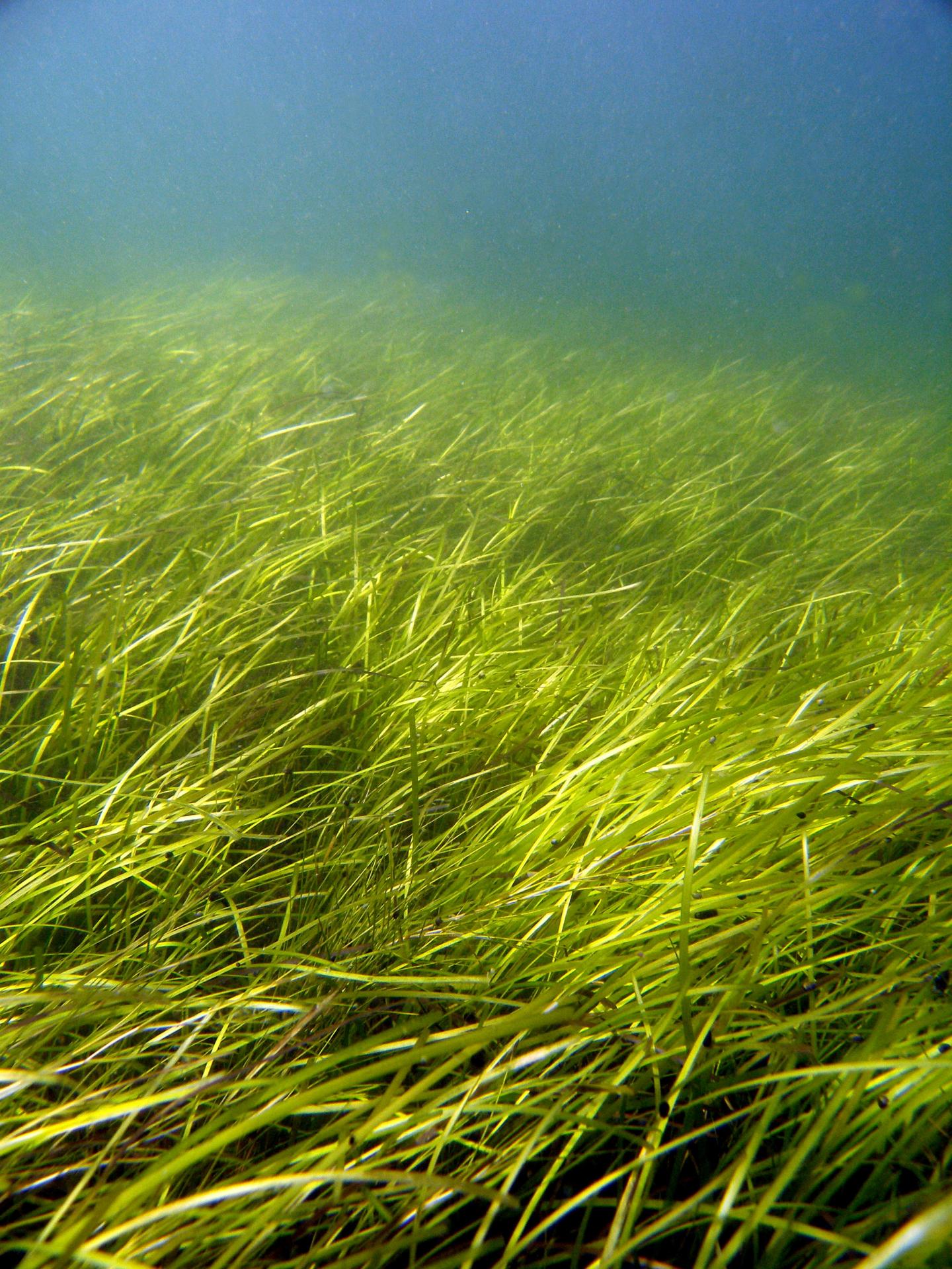 Seagrass Meadow