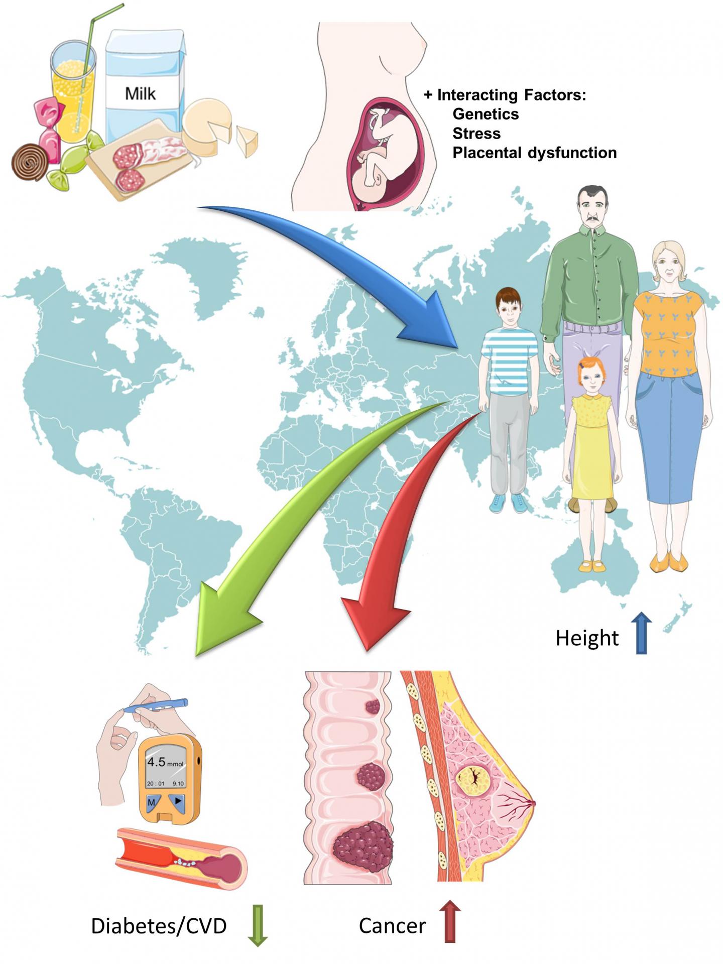 Height Influences Risk of Major Non-Communicable Diseases