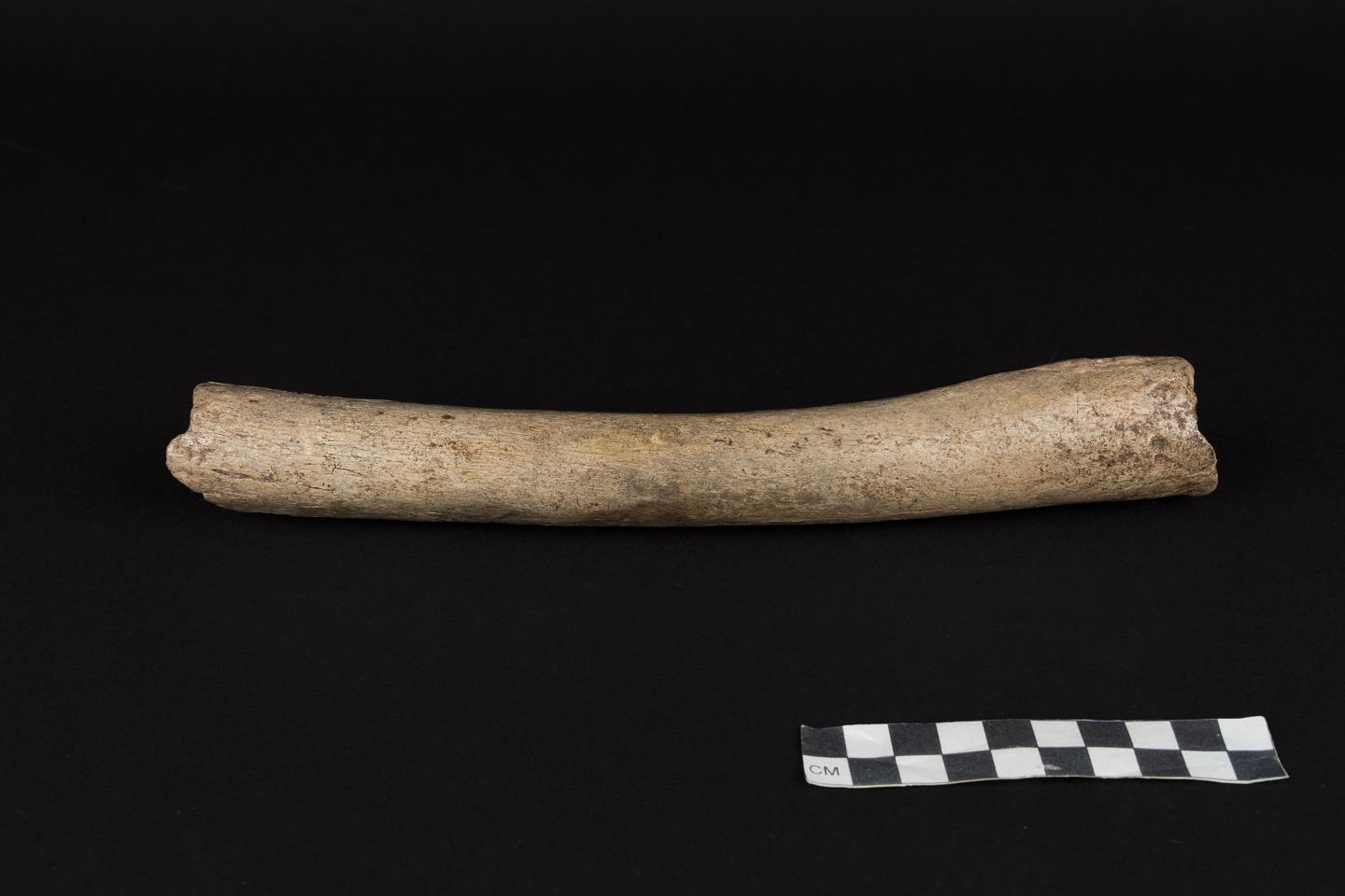 Rund 124.000 Jahre alter Oberschenkelknochen aus der Hohlenstein-Stadel Höhle 