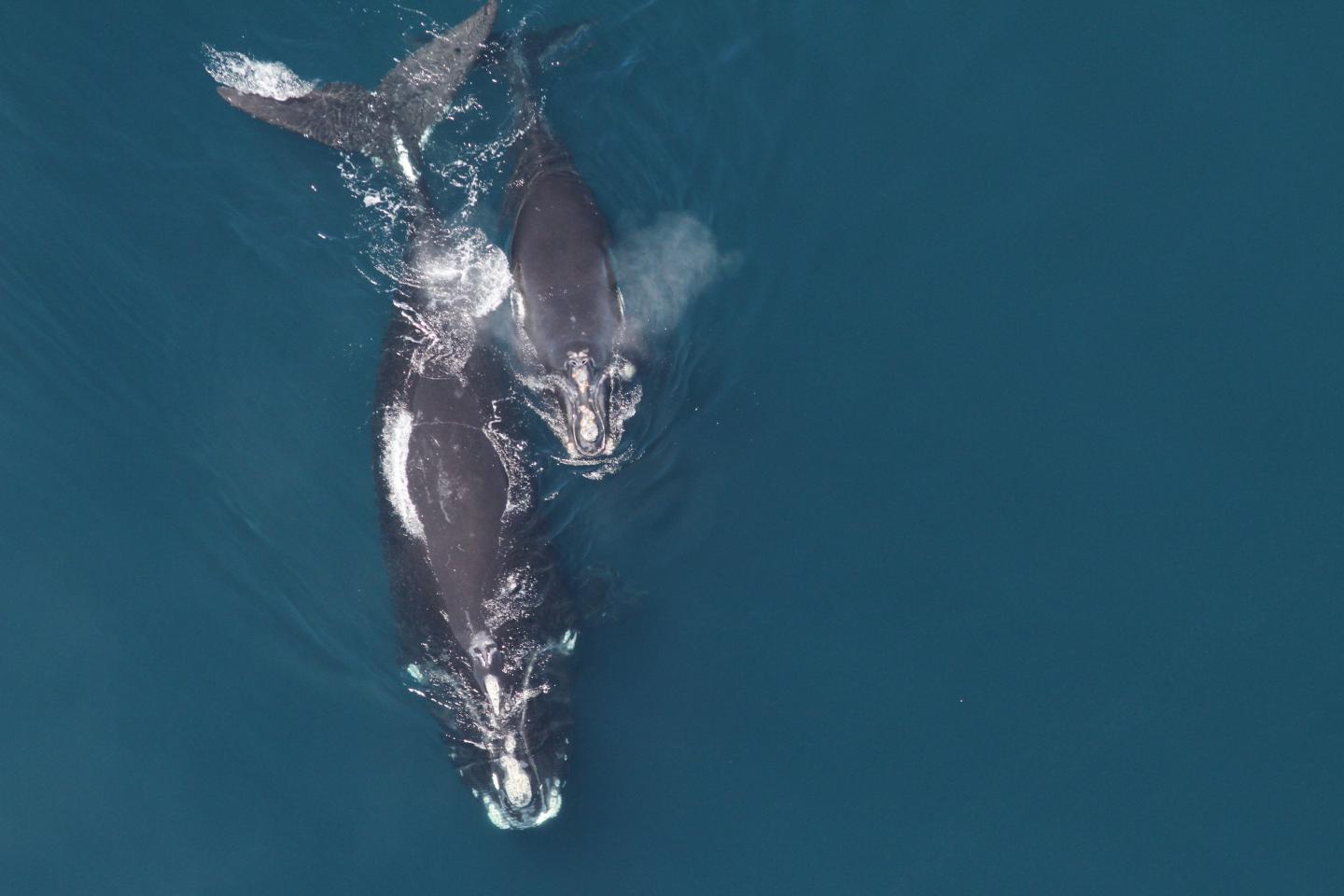 Right Whale Mother and Calf