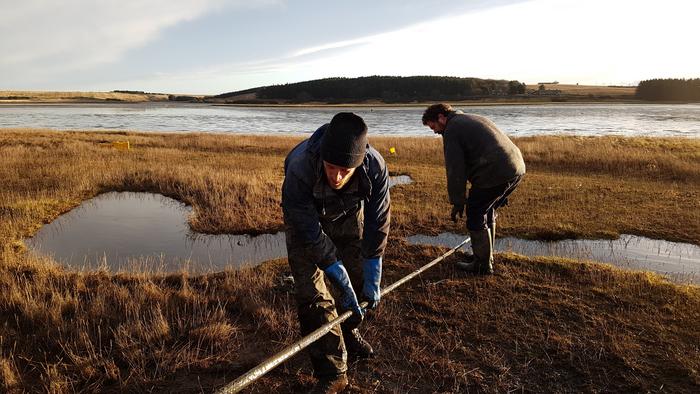 Sediment core being taken from the Ythan Estuary