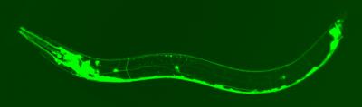 <i>C. elegans</i> Nervous System