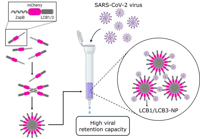 Nanoparticles designed to trap and neutralise large amounts of SARS-CoV2