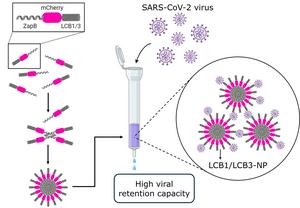 Nanoparticles designed to trap and neutralise large amounts of SARS-CoV2