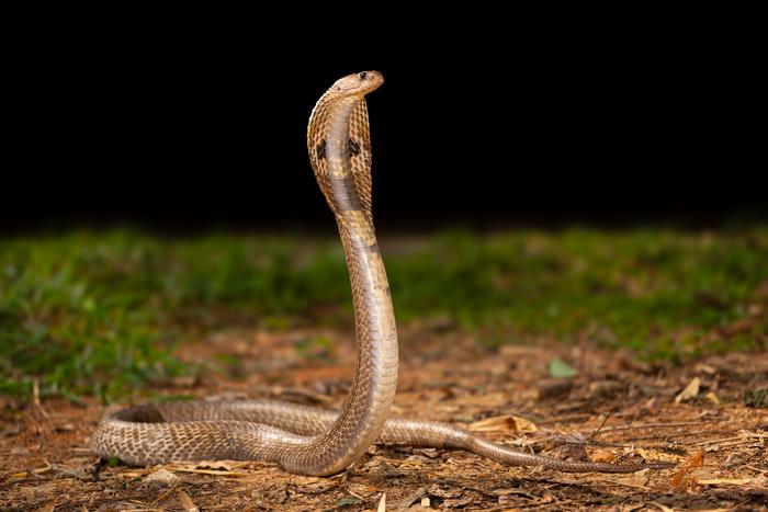 An Indian spectacled cobra (a member of the Elapidae family of snakes) on the IISc campus