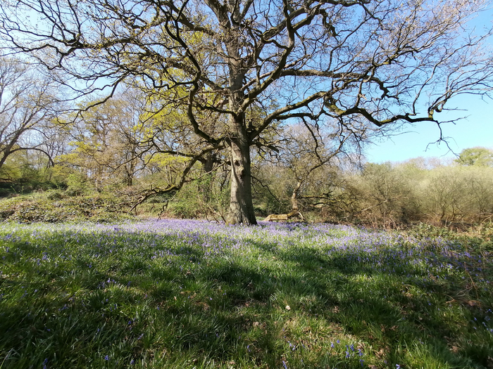 Bluebells at Wytham Woods