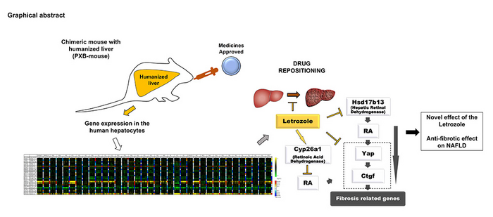 Letrozole ameliorates liver fibrosis through the inhibition of the CTGF pathway and 17β-hydroxysteroid dehydrogenase 13 expression