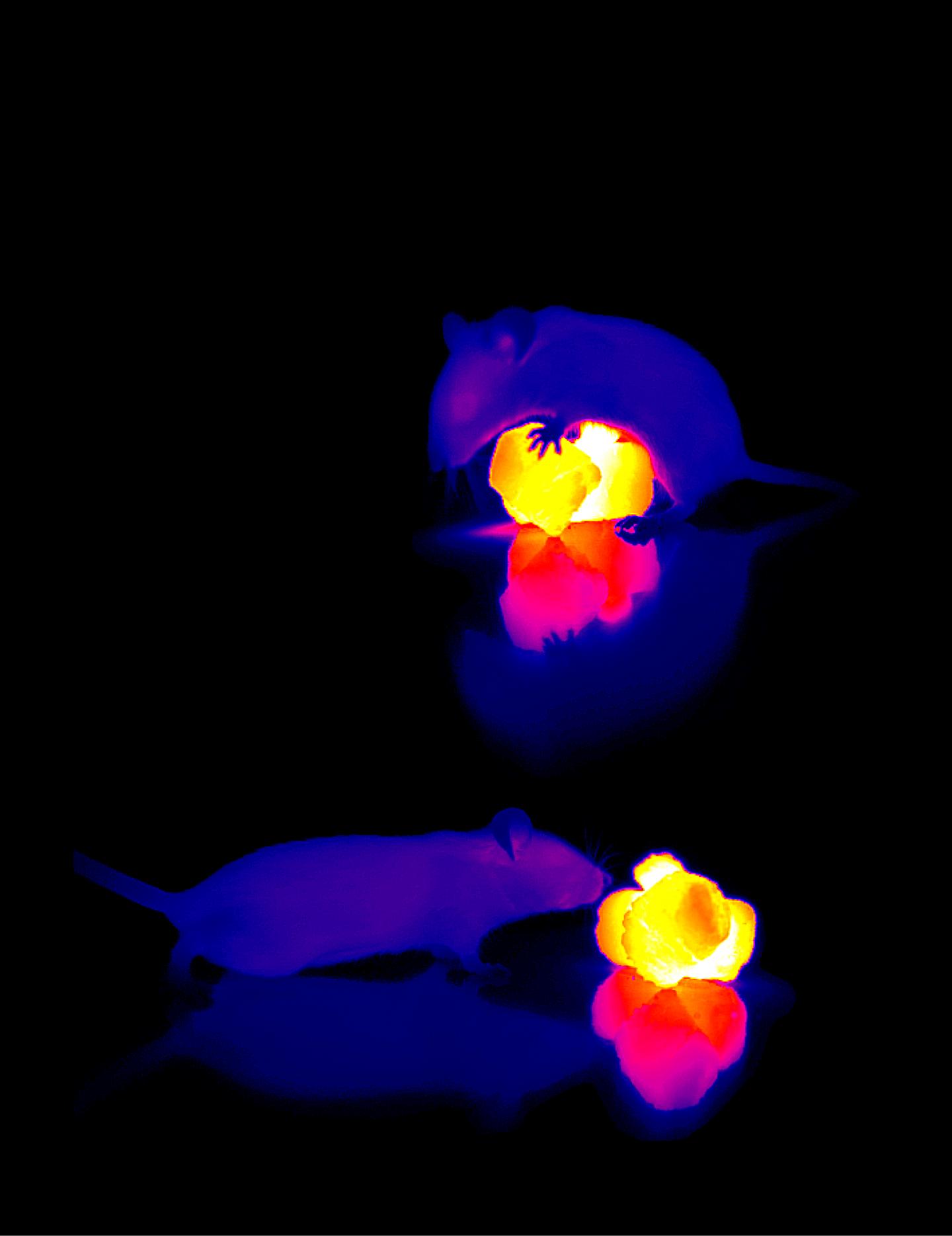 Infrared (thermal) Imaging: Mice