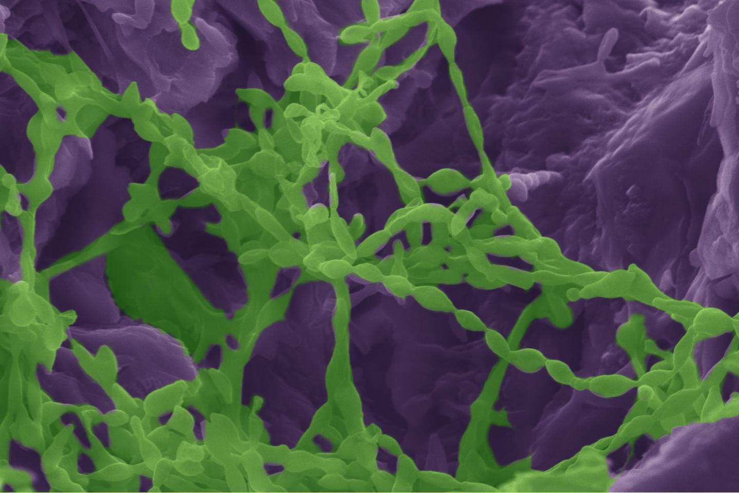 Scanning electron micrograph of cyanobacteria living in the gypsum rocks collected from the Atacama Desert