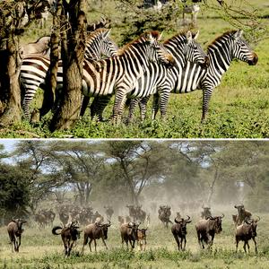 Zebra, wildebeest