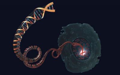 DNA Molecule Unwinding from a Chromosome